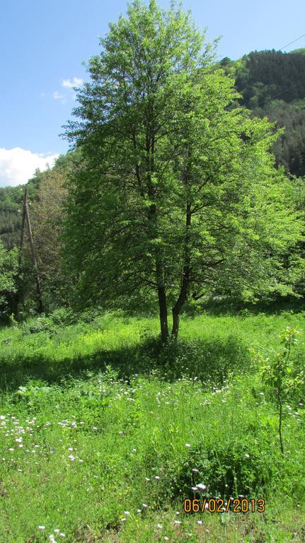 Dilijan Duplex Villa Kültér fotó